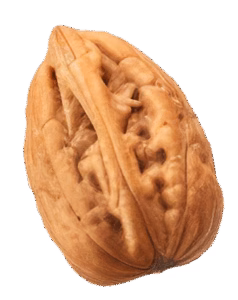 Walnut in shell
