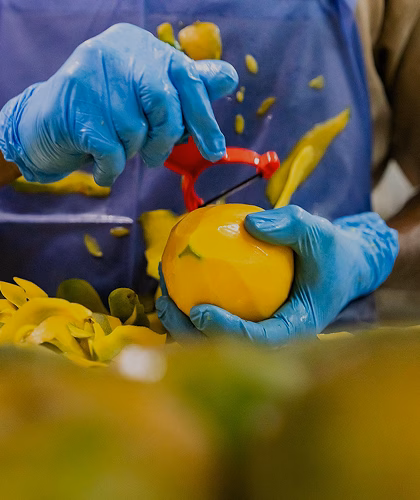 Worker peeling ripe yellow mango with blue gloves; peelings scattered.