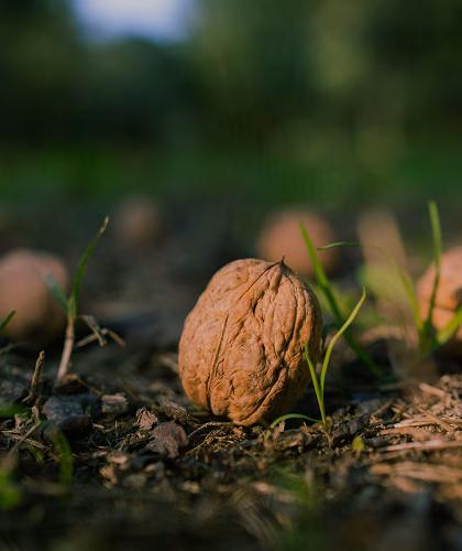 Whole walnut on dark soil, surrounded by green sprouts and dry leaves.